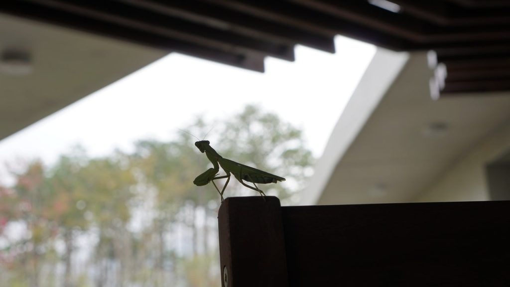 カマキリスピリチュアル 恋愛